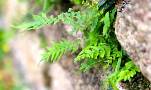 【12043】植物壁纸  2K 高清壁纸2880_1800@青蛙壁纸-笨猫小站