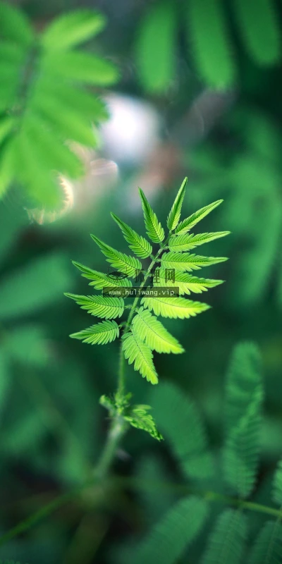 【12044】植物壁纸  2K 高清壁纸2880_1800@青蛙壁纸-笨猫小站