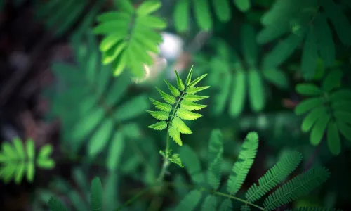 【12044】植物壁纸  2K 高清壁纸2880_1800@青蛙壁纸-笨猫小站