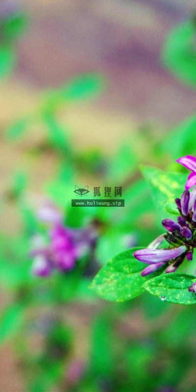 【12045】植物壁纸  2K 高清壁纸2880_1800@青蛙壁纸-笨猫小站