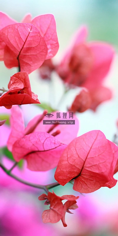 【12047】植物壁纸  2K 高清壁纸2880_1800@青蛙壁纸-笨猫小站