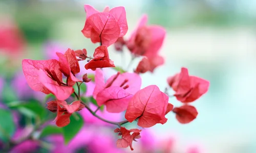 【12047】植物壁纸  2K 高清壁纸2880_1800@青蛙壁纸-笨猫小站