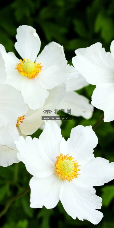 【12048】植物壁纸  2K 高清壁纸2880_1800@青蛙壁纸-笨猫小站