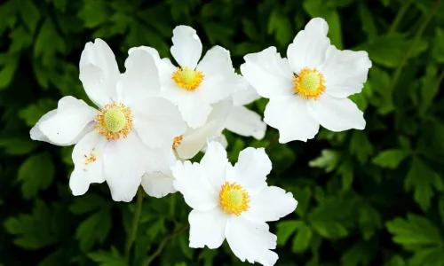 【12048】植物壁纸  2K 高清壁纸2880_1800@青蛙壁纸-笨猫小站