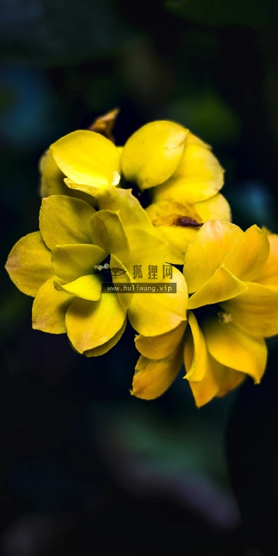 【12049】植物壁纸  2K 高清壁纸2880_1800@青蛙壁纸-笨猫小站