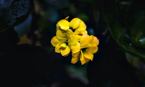 【12049】植物壁纸  2K 高清壁纸2880_1800@青蛙壁纸-笨猫小站