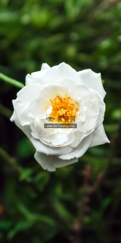 【12050】植物壁纸  2K 高清壁纸2880_1800@青蛙壁纸-笨猫小站