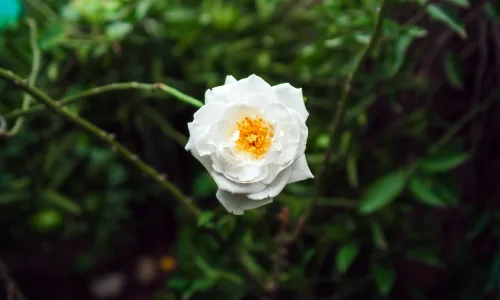 【12050】植物壁纸  2K 高清壁纸2880_1800@青蛙壁纸-笨猫小站