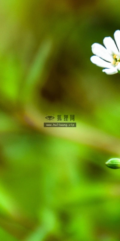 【12052】植物壁纸  2K 高清壁纸2880_1800@青蛙壁纸-笨猫小站