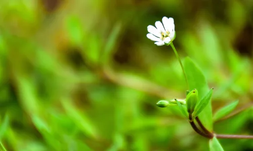 【12052】植物壁纸  2K 高清壁纸2880_1800@青蛙壁纸-笨猫小站