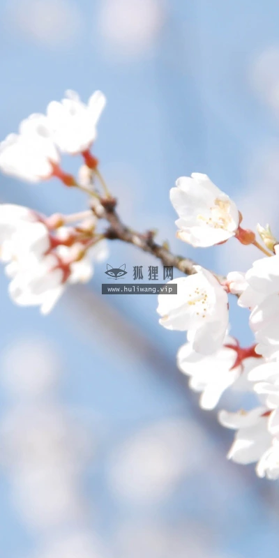 【12054】植物壁纸  2K 高清壁纸2560_1600@青蛙壁纸-笨猫小站