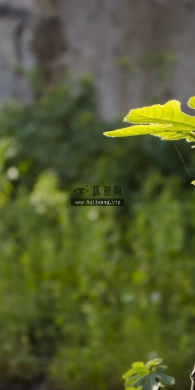 【12057】植物壁纸  2K 高清壁纸2560_1600@青蛙壁纸-笨猫小站
