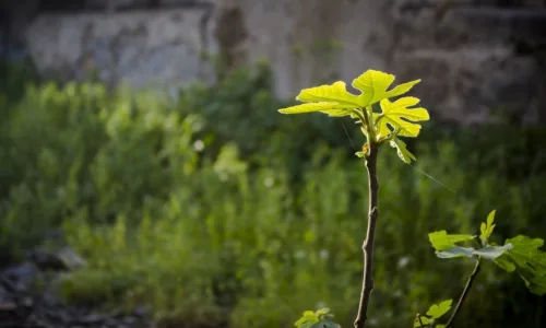 【12057】植物壁纸  2K 高清壁纸2560_1600@青蛙壁纸-笨猫小站