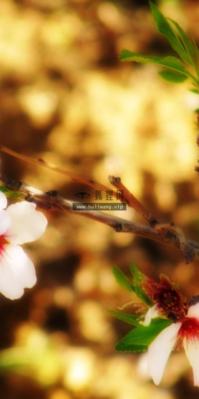 【12058】植物壁纸  2K 高清壁纸2560_1600@青蛙壁纸-笨猫小站