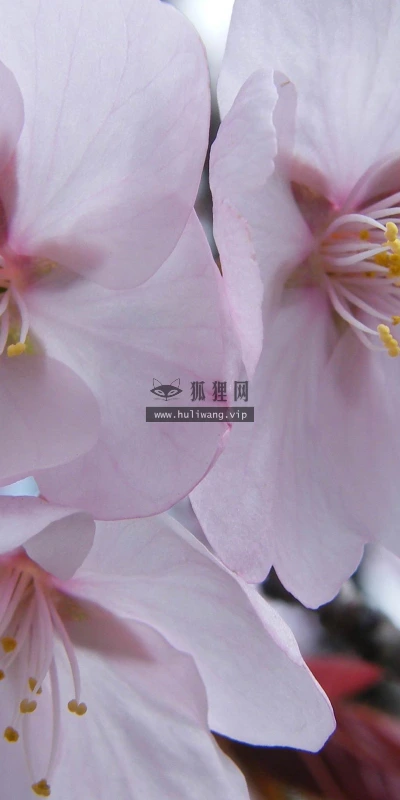 【12059】植物壁纸  2K 高清壁纸2560_1600@青蛙壁纸-笨猫小站