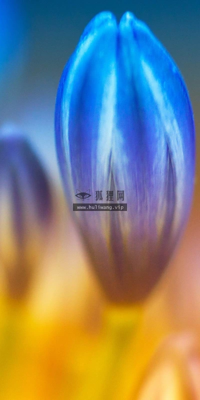 【12061】植物壁纸  2K 高清壁纸2560_1600@青蛙壁纸-笨猫小站