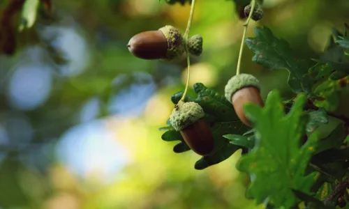 【12062】植物壁纸  2K 高清壁纸2560_1600@青蛙壁纸-笨猫小站