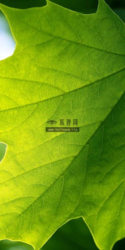 【12064】植物壁纸  2K 高清壁纸2560_1600@青蛙壁纸-笨猫小站