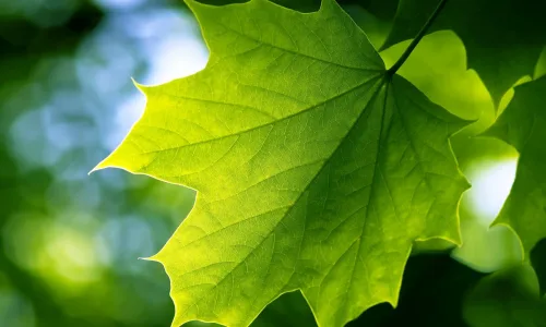 【12064】植物壁纸  2K 高清壁纸2560_1600@青蛙壁纸-笨猫小站