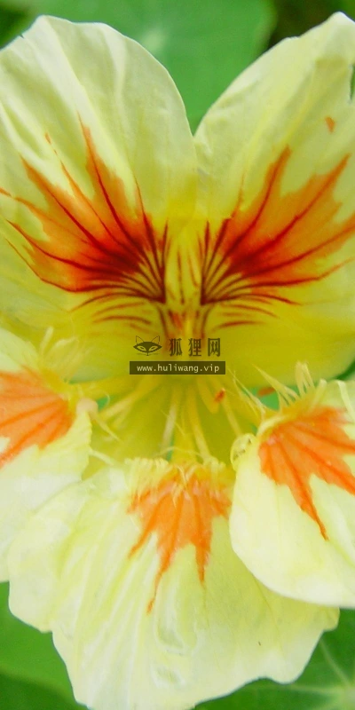 【12067】植物壁纸  2K 高清壁纸2560_1600@青蛙壁纸-笨猫小站