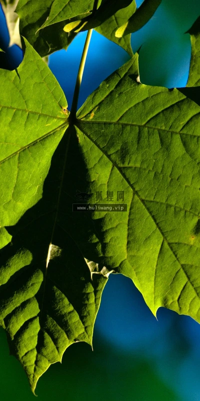 【12068】植物壁纸  2K 高清壁纸2560_1600@青蛙壁纸-笨猫小站