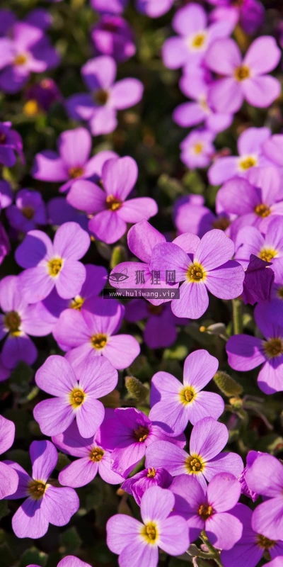 【12069】植物壁纸  2K 高清壁纸2560_1600@青蛙壁纸-笨猫小站