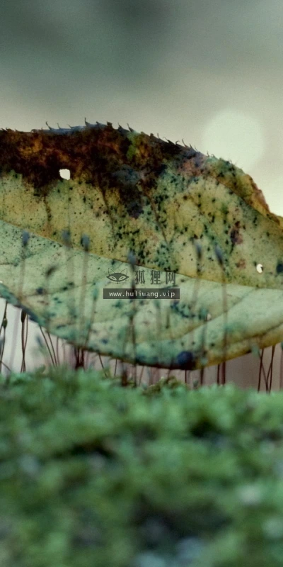 【12074】植物壁纸  2K 高清壁纸2560_1600@青蛙壁纸-笨猫小站