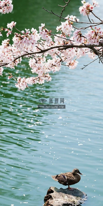 【12076】植物壁纸  2K 高清壁纸2560_1600@青蛙壁纸-笨猫小站