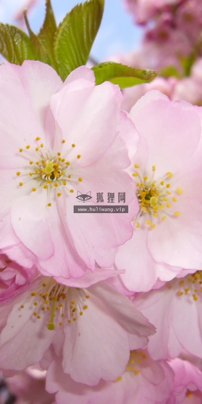 【12079】植物壁纸  2K 高清壁纸2560_1600@青蛙壁纸-笨猫小站