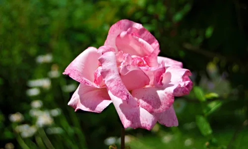 【12082】植物壁纸  2K 高清壁纸2560_1600@青蛙壁纸-笨猫小站