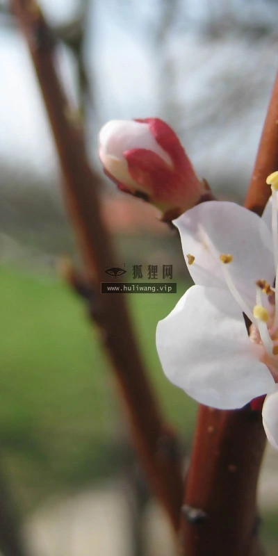 【12085】植物壁纸  2K 高清壁纸2560_1600@青蛙壁纸-笨猫小站
