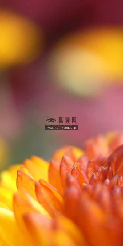 【12087】植物壁纸  2K 高清壁纸2560_1600@青蛙壁纸-笨猫小站