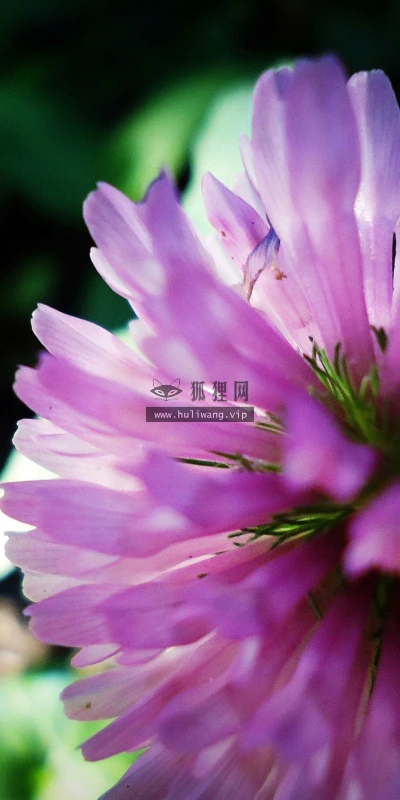 【12088】植物壁纸  2K 高清壁纸2560_1600@青蛙壁纸-笨猫小站