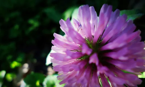 【12088】植物壁纸  2K 高清壁纸2560_1600@青蛙壁纸-笨猫小站