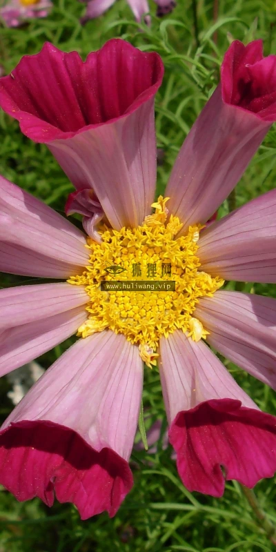 【12089】植物壁纸  2K 高清壁纸2560_1600@青蛙壁纸-笨猫小站