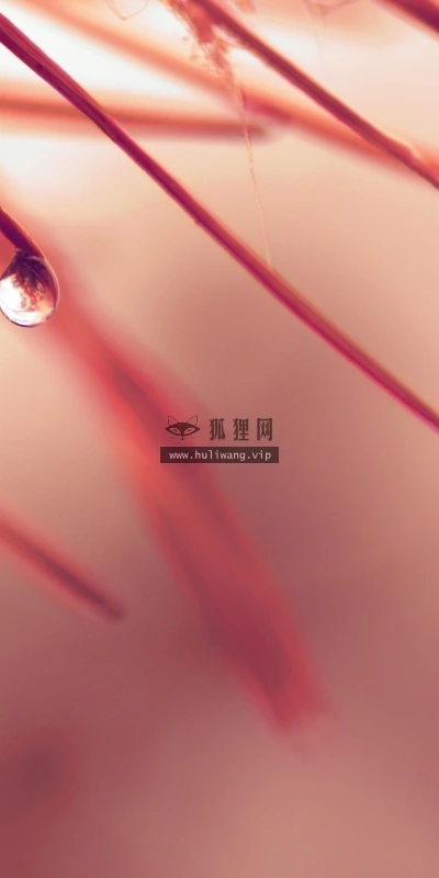 【12090】植物壁纸  2K 高清壁纸2560_1600@青蛙壁纸-笨猫小站