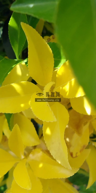 【12093】植物壁纸  2K 高清壁纸2560_1600@青蛙壁纸-笨猫小站