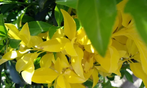 【12093】植物壁纸  2K 高清壁纸2560_1600@青蛙壁纸-笨猫小站
