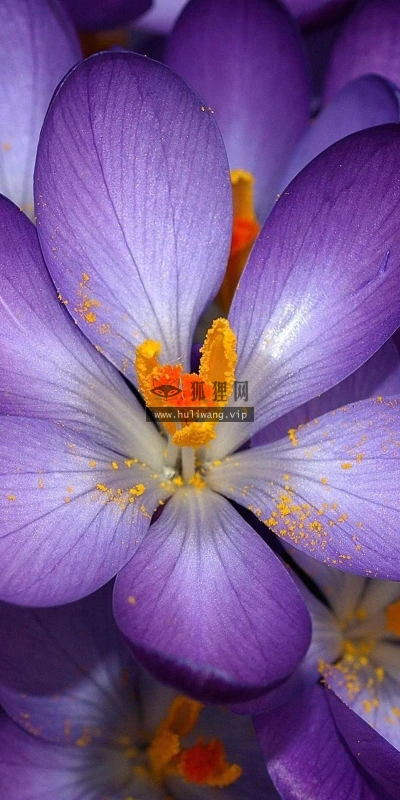 【12094】植物壁纸  2K 高清壁纸2560_1600@青蛙壁纸-笨猫小站