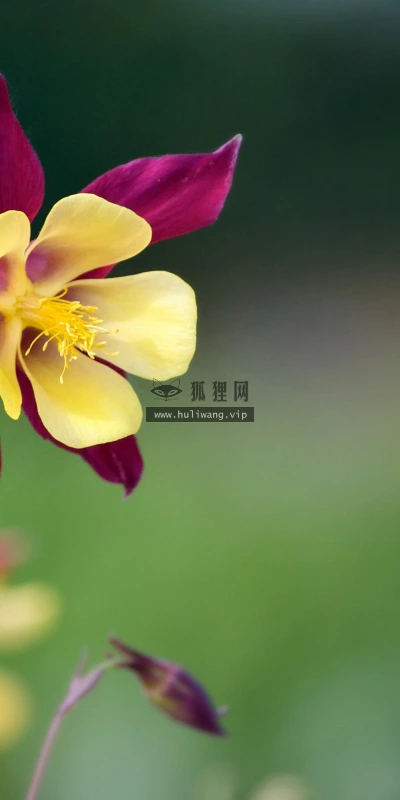 【12095】植物壁纸  2K 高清壁纸2560_1600@青蛙壁纸-笨猫小站