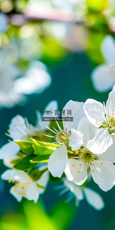 【12096】植物壁纸  2K 高清壁纸2560_1600@青蛙壁纸-笨猫小站