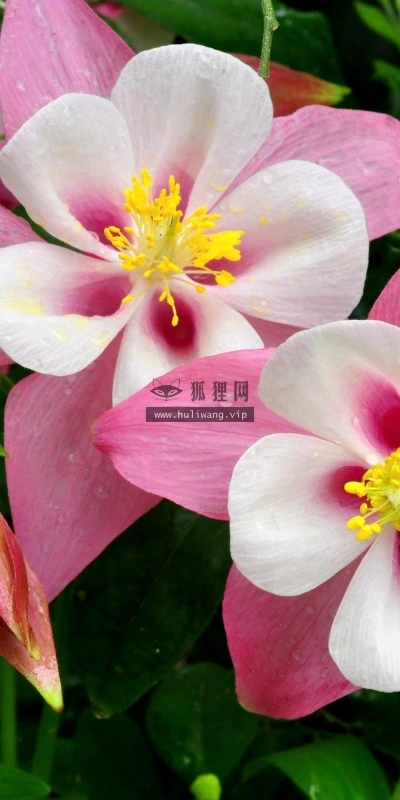 【12097】植物壁纸  2K 高清壁纸2560_1600@青蛙壁纸-笨猫小站