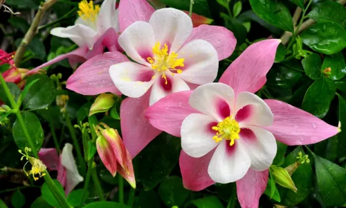 【12097】植物壁纸  2K 高清壁纸2560_1600@青蛙壁纸-笨猫小站