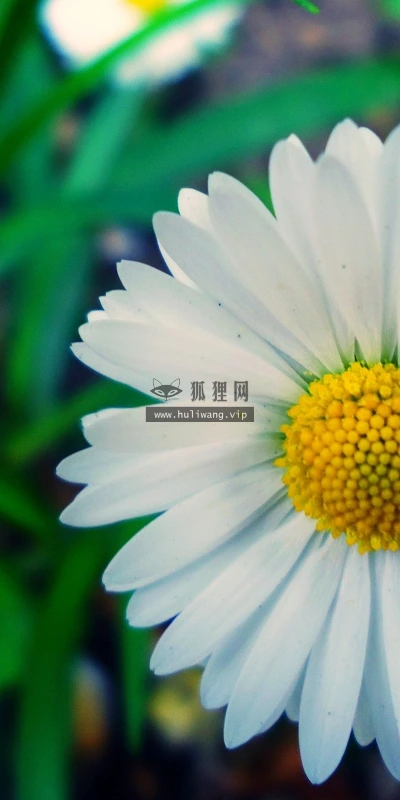 【12100】植物壁纸  2K 高清壁纸2560_1600@青蛙壁纸-笨猫小站