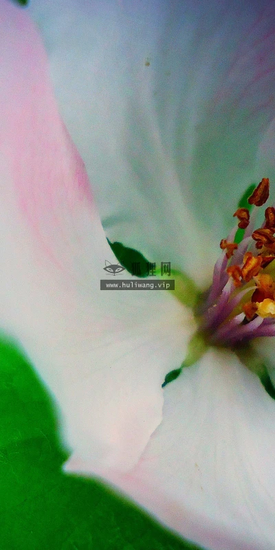 【12101】植物壁纸  2K 高清壁纸2560_1600@青蛙壁纸-笨猫小站