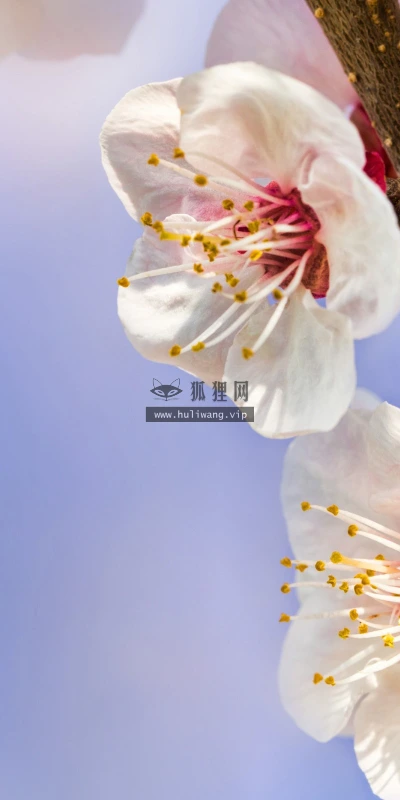 【12103】植物壁纸  2K 高清壁纸2560_1600@青蛙壁纸-笨猫小站