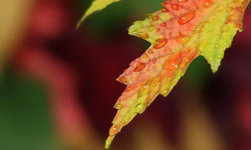 【12104】植物壁纸  2K 高清壁纸2560_1600@青蛙壁纸-笨猫小站