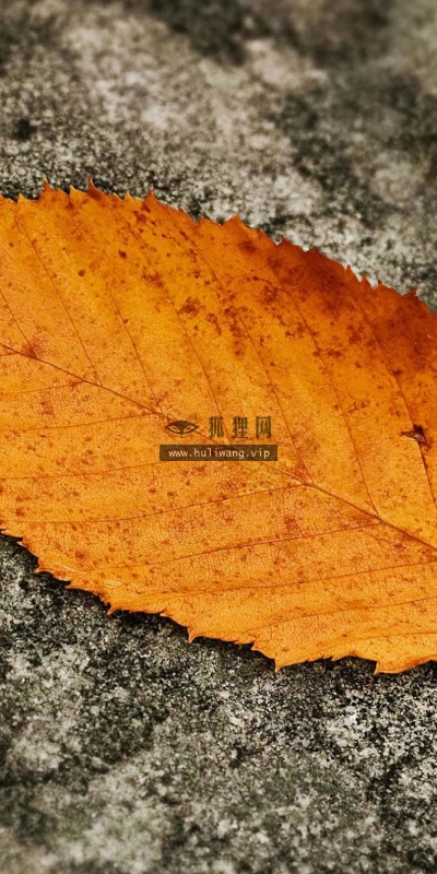 【12109】植物壁纸  2K 高清壁纸2560_1600@青蛙壁纸-笨猫小站