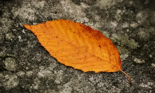 【12109】植物壁纸  2K 高清壁纸2560_1600@青蛙壁纸-笨猫小站