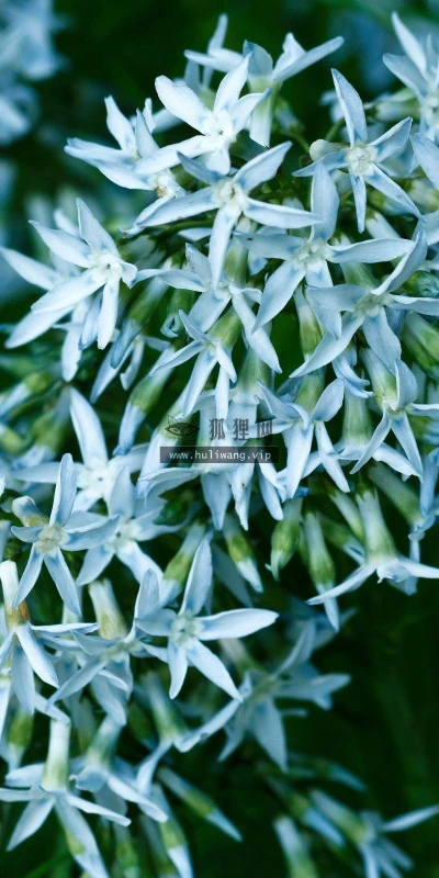 【12110】植物壁纸  2K 高清壁纸2560_1600@青蛙壁纸-笨猫小站